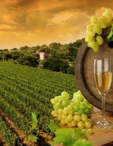 Wine Field Scenery Paint By Numbers