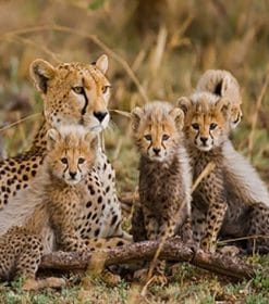 Wild Cheetah Paint By Numbers