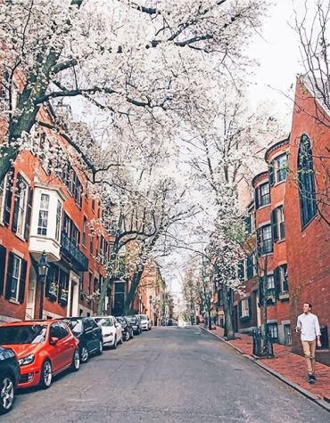 Boston Cherry Blossoms Paint By Numbers