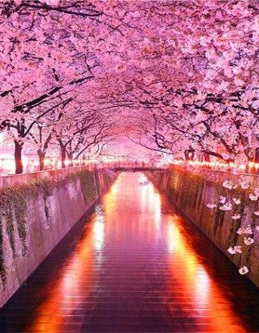 Cherry Blossoms Japan Scenery Paint By Numbers