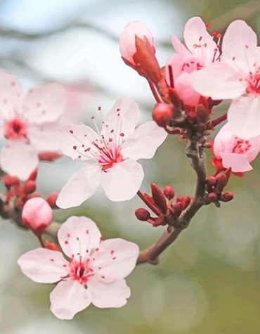 Pink Cherry Blossom Paint By Numbers