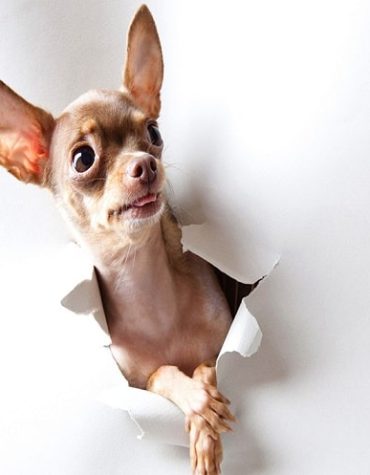 Chihuahua Dogs Paint By Numbers