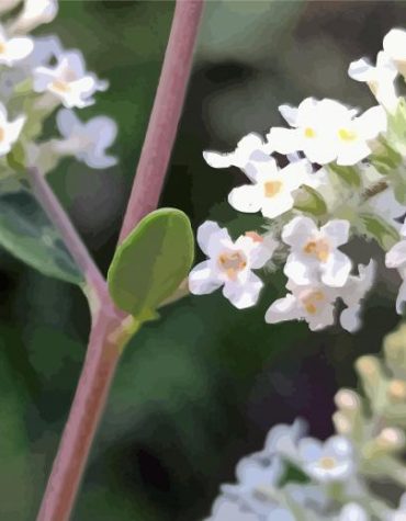 White Aloysia Flowers Paint By Numbers