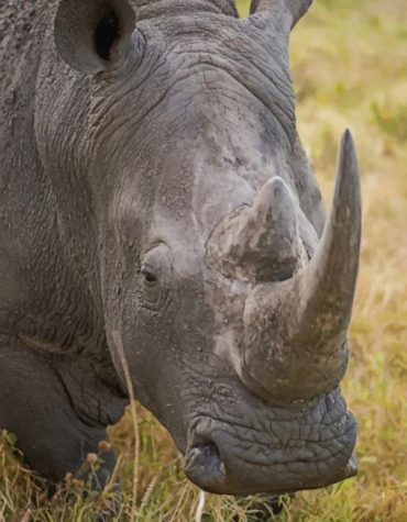 Gray Rhino Safari Paint By Numbers