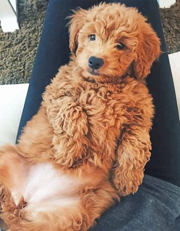 Beautiful Cockapoo Dog Paint By Numbers