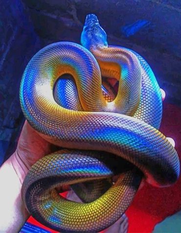 Colorful Albertis Python Paint By Numbers