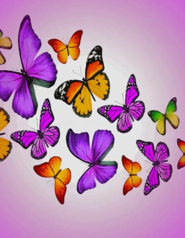 Colorful Butterfly Creatures Paint By Numbers