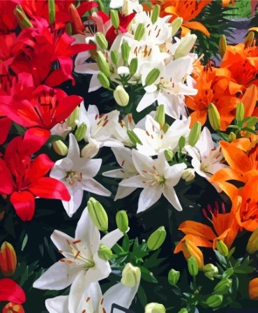 Colorful Lily Flowers Paint By Numbers