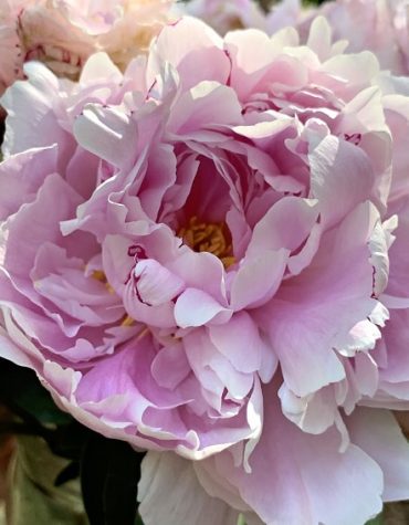Pink Peony Blooms Paint By Numbers