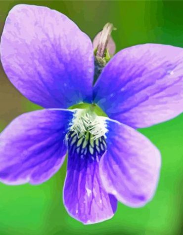 Blue Violet Blooms Paint By Numbers