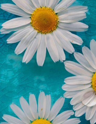 White Daisy Blossoms Paint By Numbers