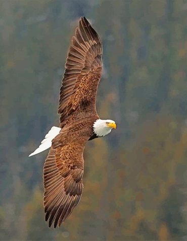 Majestic Bald Eagle Paint By Numbers
