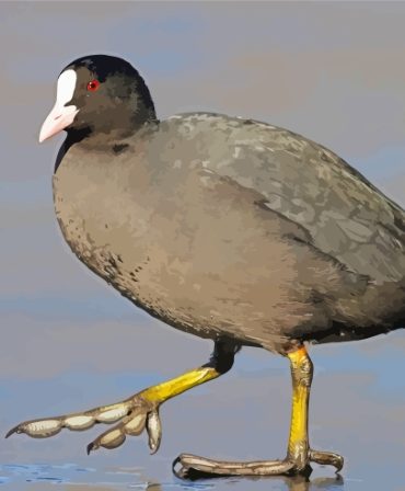 Coots Water Birds Paint By Numbers