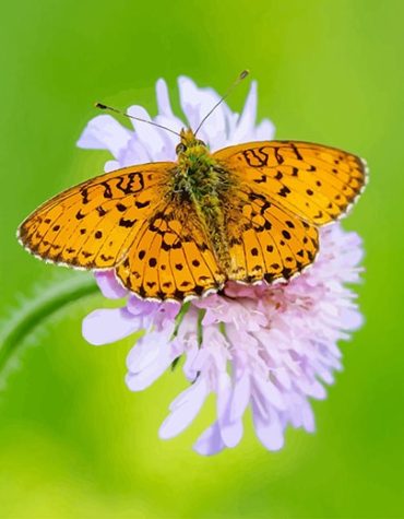 Copper Butterfly Nature Paint By Numbers