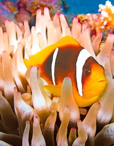 Coral Clownfish Ocean Paint By Numbers