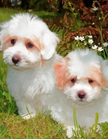 White Cotton Tulear Puppies Paint By Numbers
