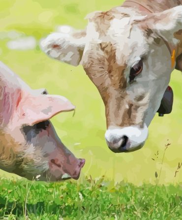 Farm Animals Paint By Numbers