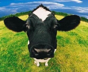 Cow Head Animal Paint By Numbers