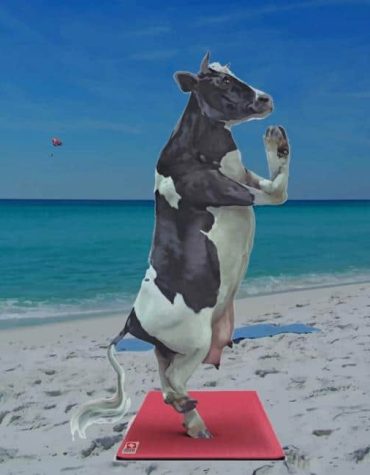 Yoga Cow on the Beach Paint By Numbers