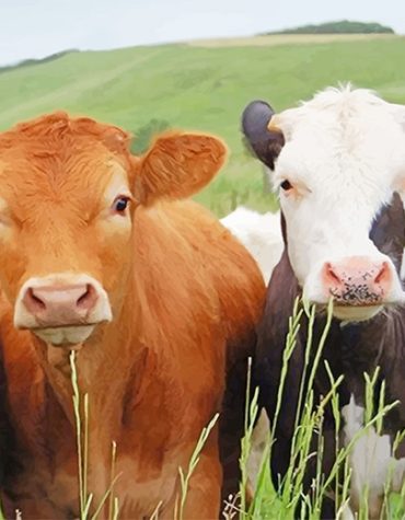 Charming Cows Paint By Numbers