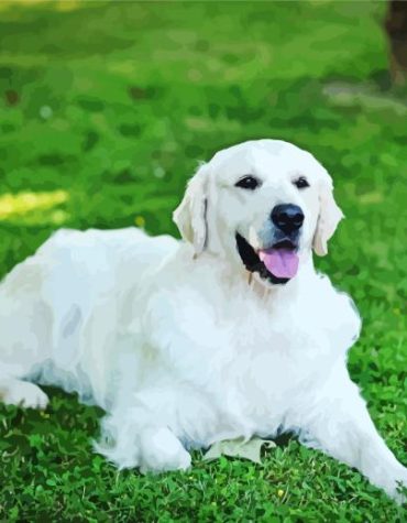 Cream Retriever Dog Paint By Numbers