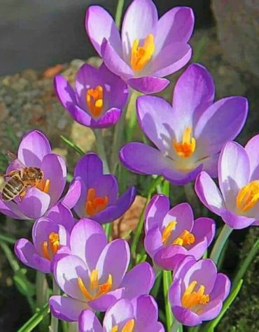 Crocus Vernus Purple Blooms Paint By Numbers