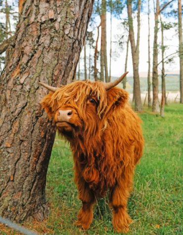 Cute Highland Cow Paint By Numbers