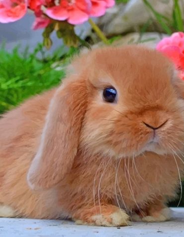 Cuddly Bunny Paint By Numbers