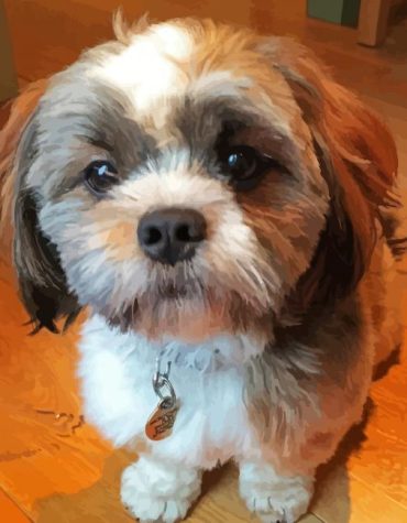 Cute Puppy Portrait Paint By Numbers