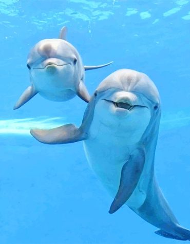 Cute Sea Dolphins Paint By Numbers