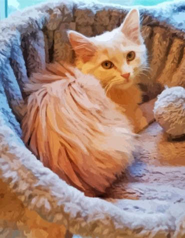 Blonde Fluffy Cat Paint By Numbers