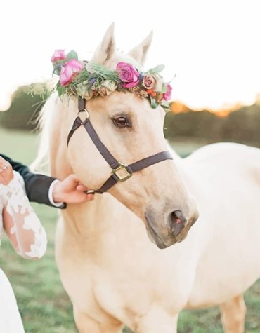 Cute White Horse Paint By Numbers