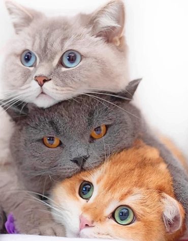 Cute Kitty Paint By Numbers