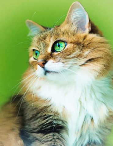 Cute Kitten Paint By Numbers