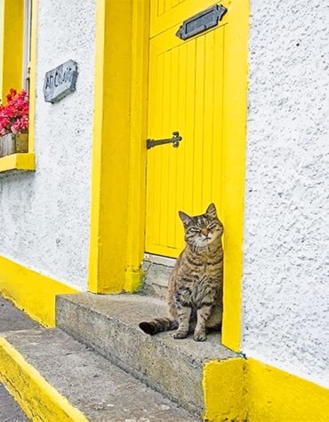 Cute Yellow Kitty Door Paint By Numbers
