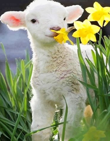 Cute Lamb and Floral Meadow Paint By Numbers