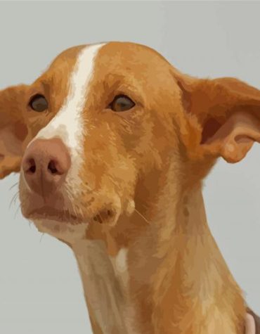 Cute Pharaoh Hound Puppies Paint By Numbers