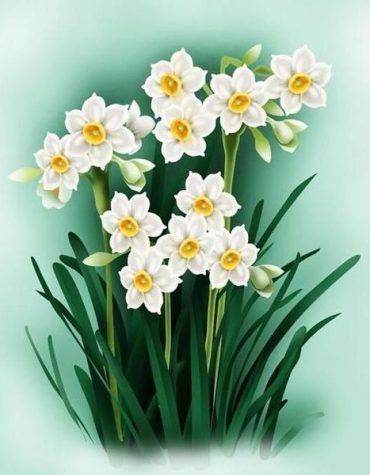 Daffodil White Blooms Paint By Numbers
