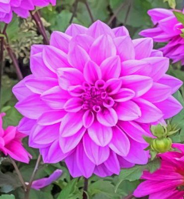 Dahlia Lilac Blooming Paint By Numbers