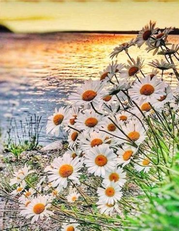 Daisy Flowers by the Lakeside Paint By Numbers