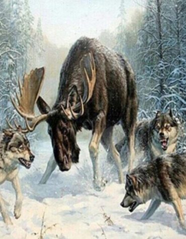 Deer in Snow Paint By Numbers