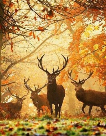 Autumn Buck Scene Paint By Numbers