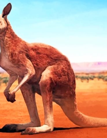 Australian Beach Kangaroo Paint By Numbers