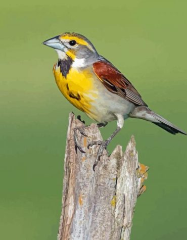 Dickcissel Bird on Branch Paint By Numbers
