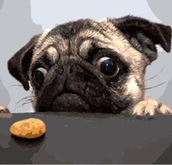 Colorful Pug Paint By Numbers