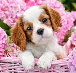 Dog and Flowers Paint By Numbers