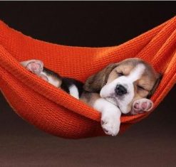 Relaxing Dog Hammock Paint By Numbers