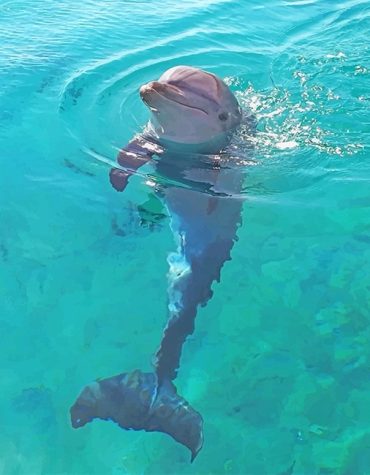 Dolphin Beach Scene Paint By Numbers