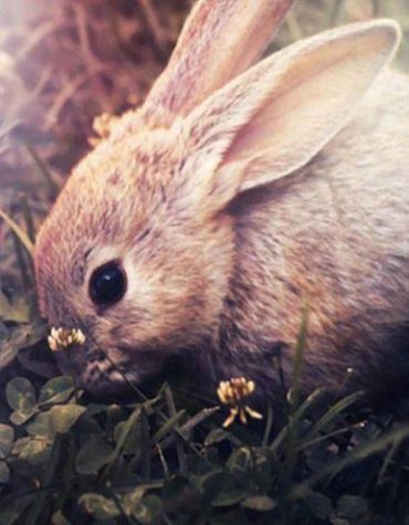 Domestic Rabbit Animal Paint By Numbers