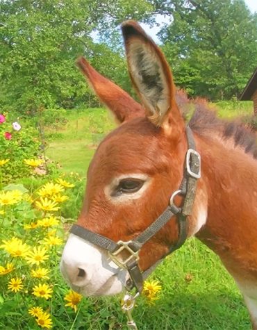 Adorable Donkey in Flower Field Paint By Numbers